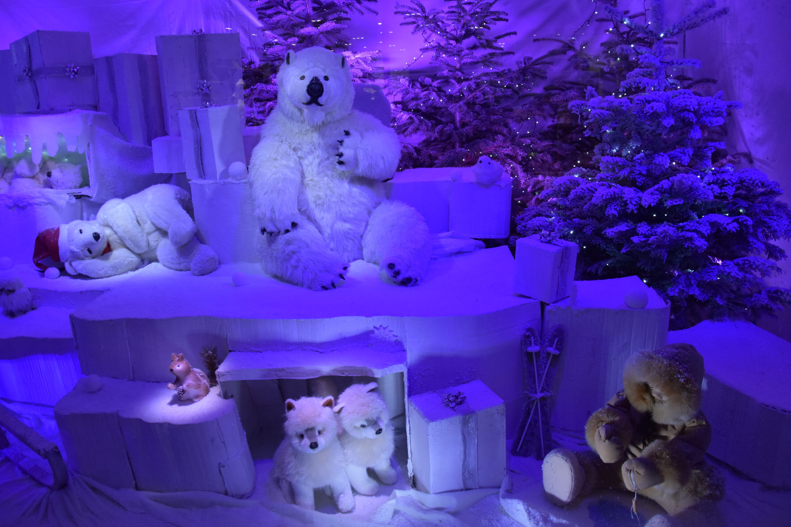 Ours polaire dans la vitrine de Noël Rue Saint-Guillaume